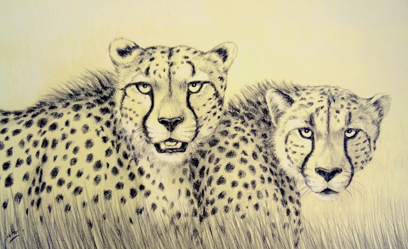 brothers-cheetah