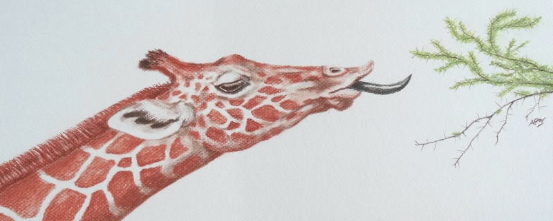 girafe-et-acacia
