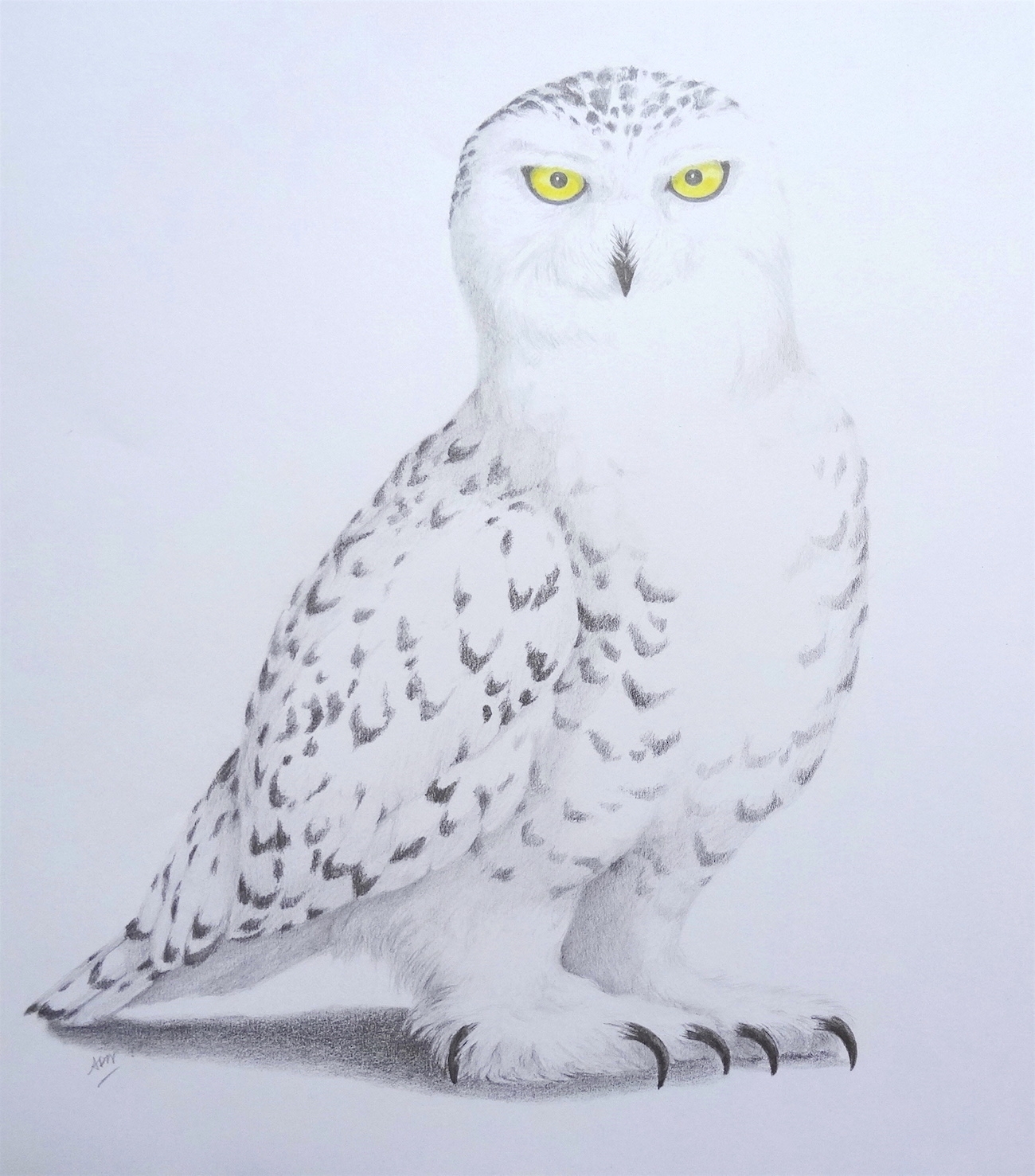 snowy-owl1