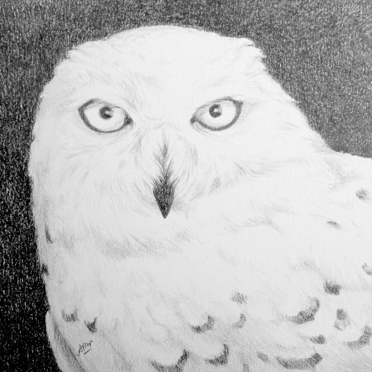 snowy-owl-2