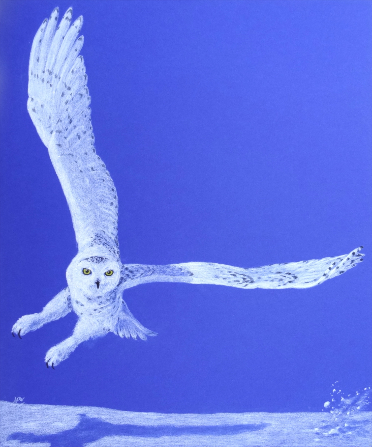 blue-snowy-owl