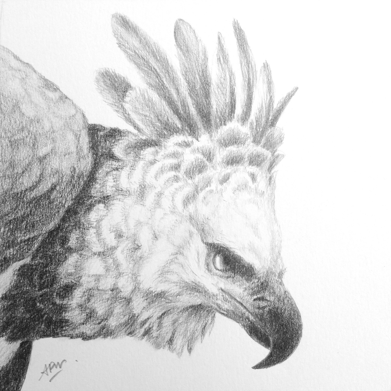 harpy-eagle-1
