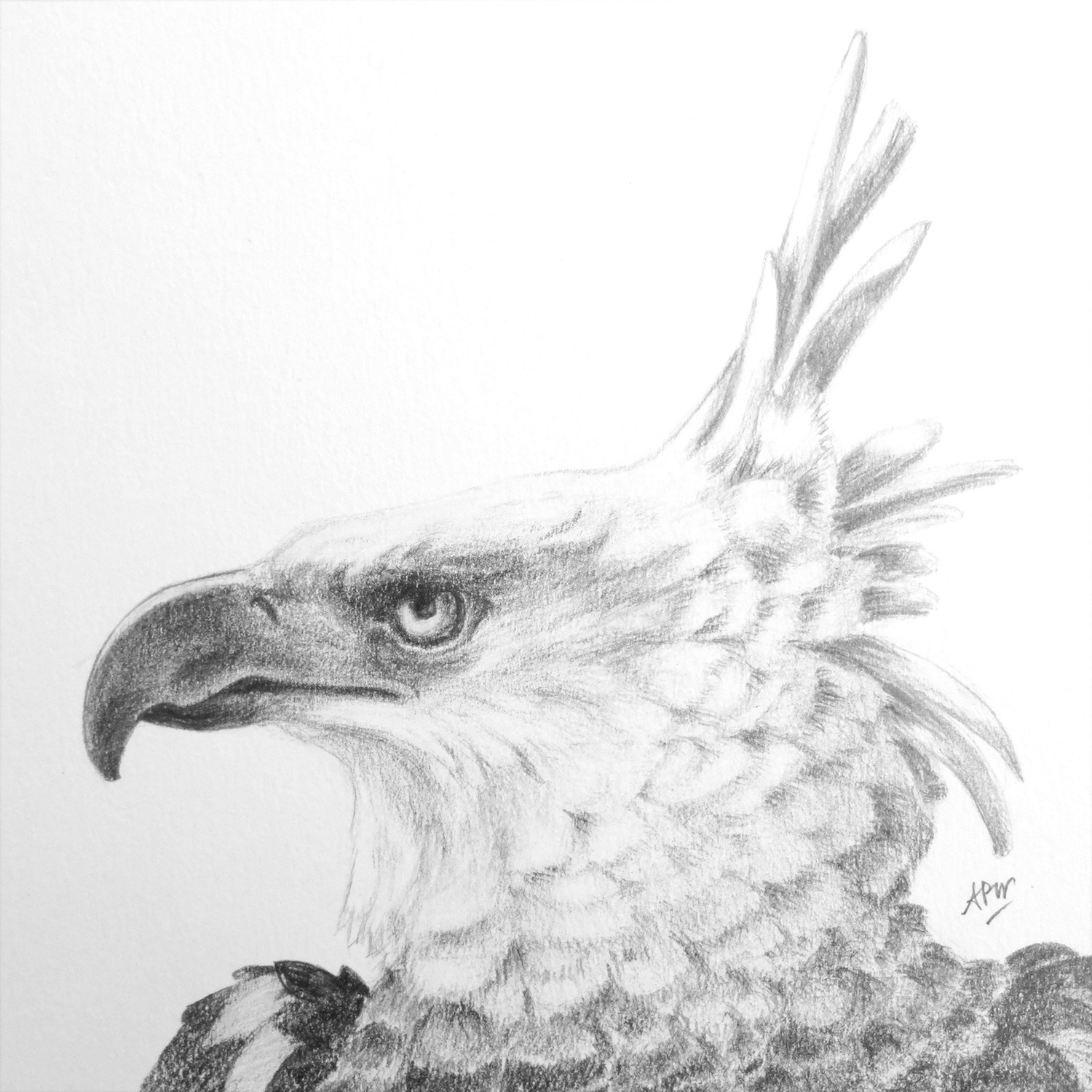 harpy-eagle-2