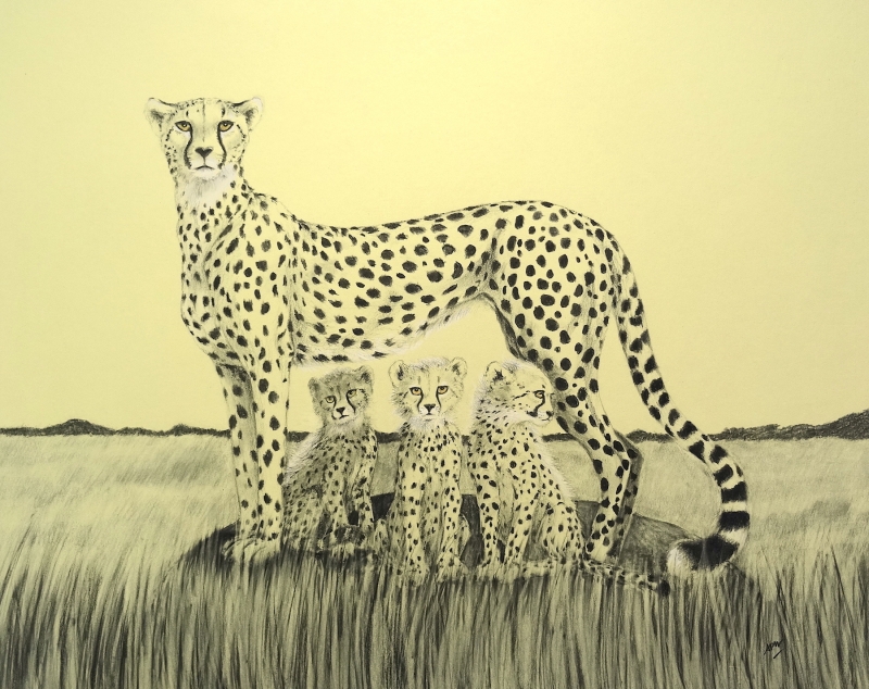 searching-for-shade-cheetah-family