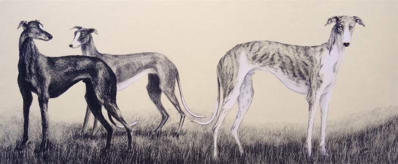 3-greyhounds