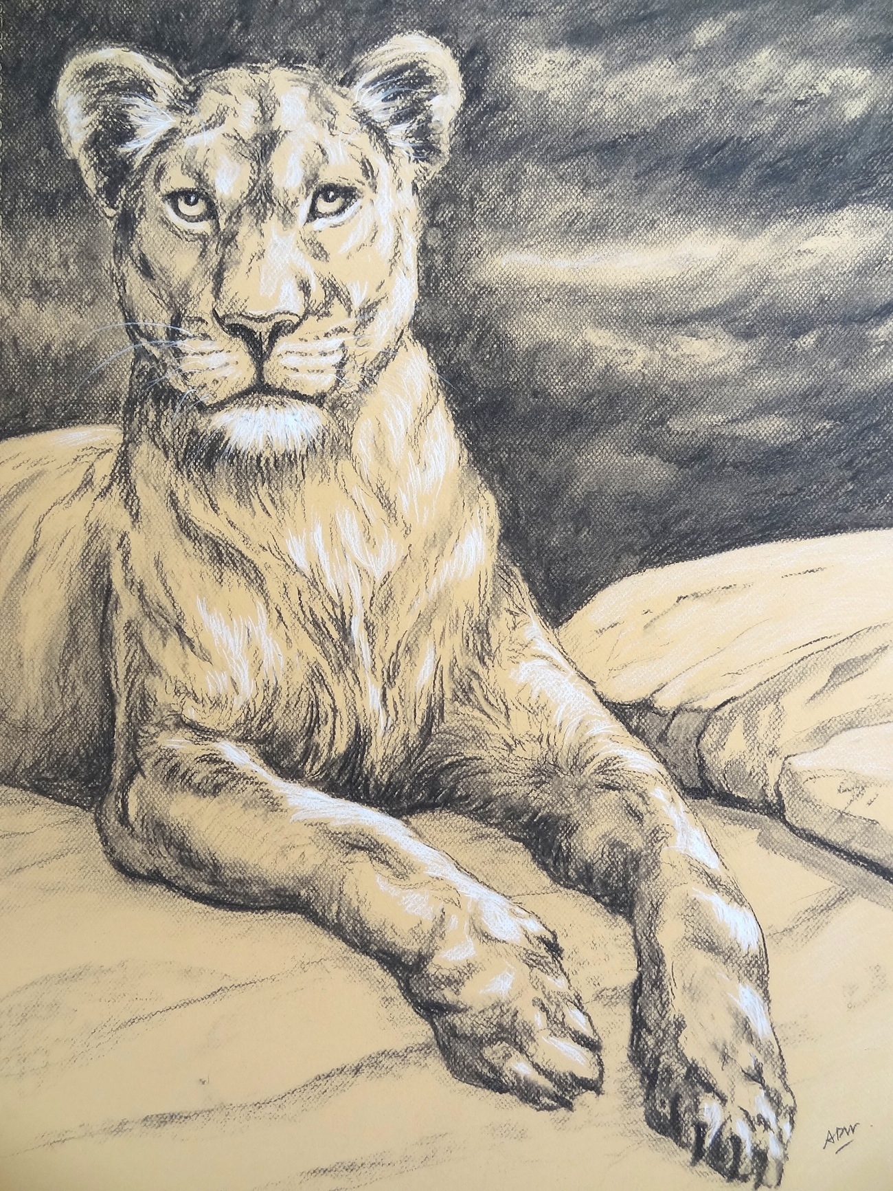 sitting-lioness