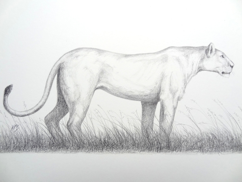 lionesse-study