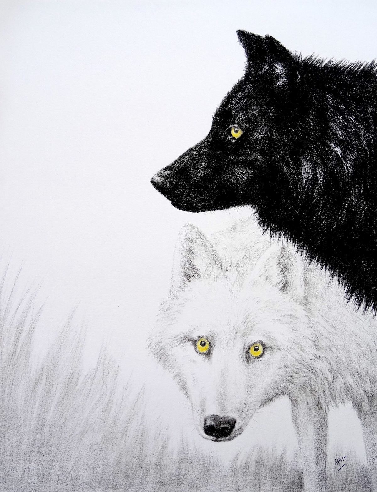 white-and-black-wolf-couple