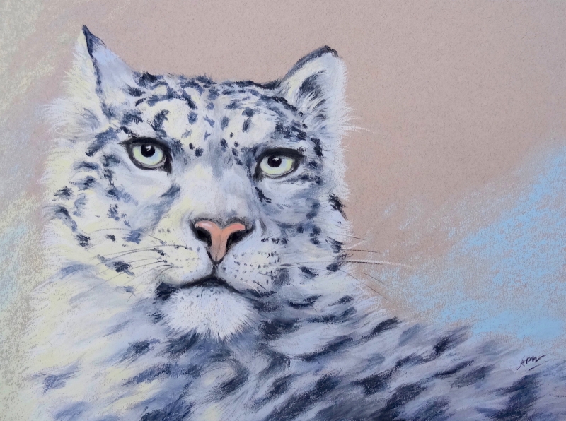 snow-leopard-face