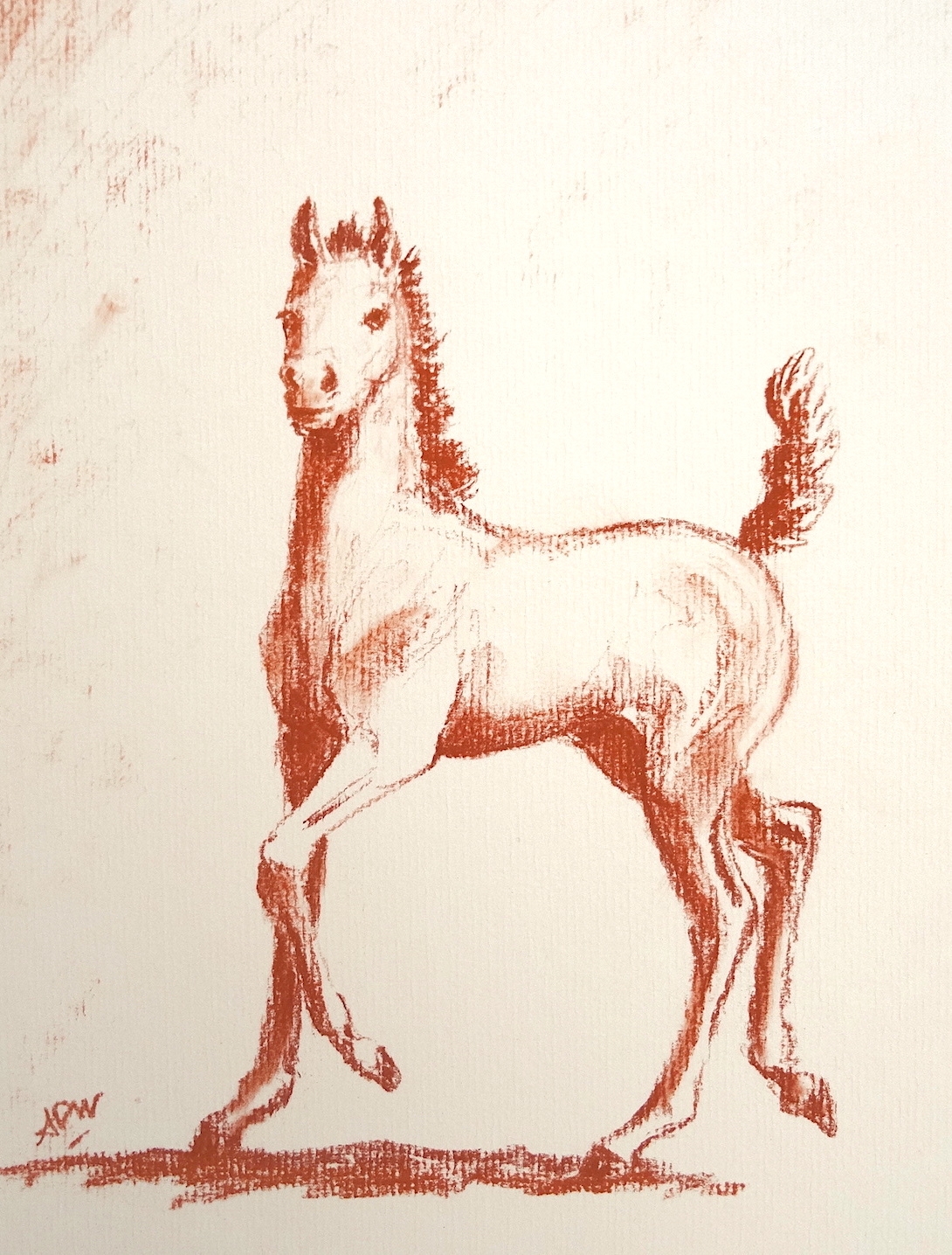 foal-1