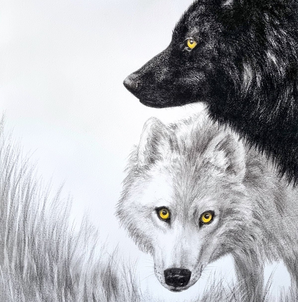 loups