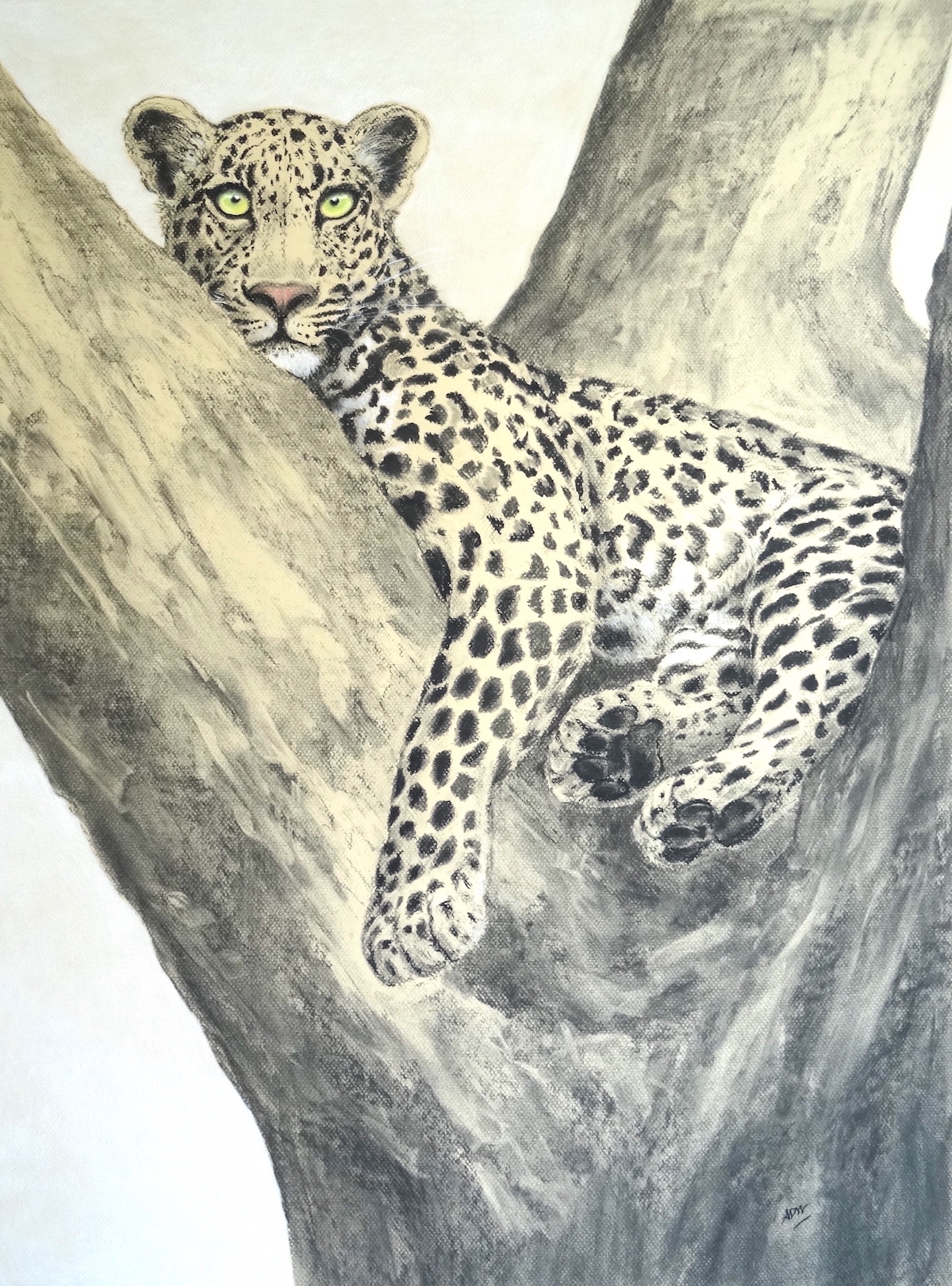 jeune-leopard-perche