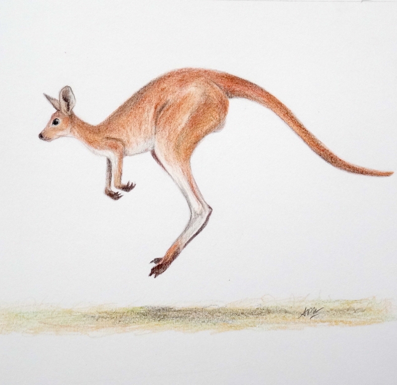 kangourou-saut