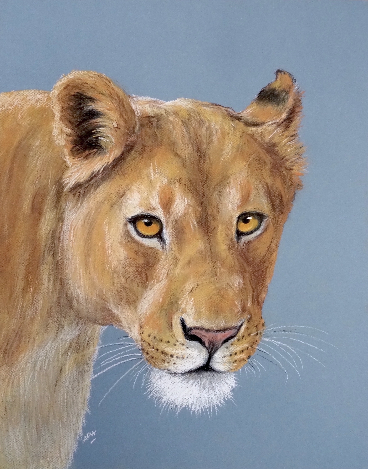 lionne-portrait-au-pastel