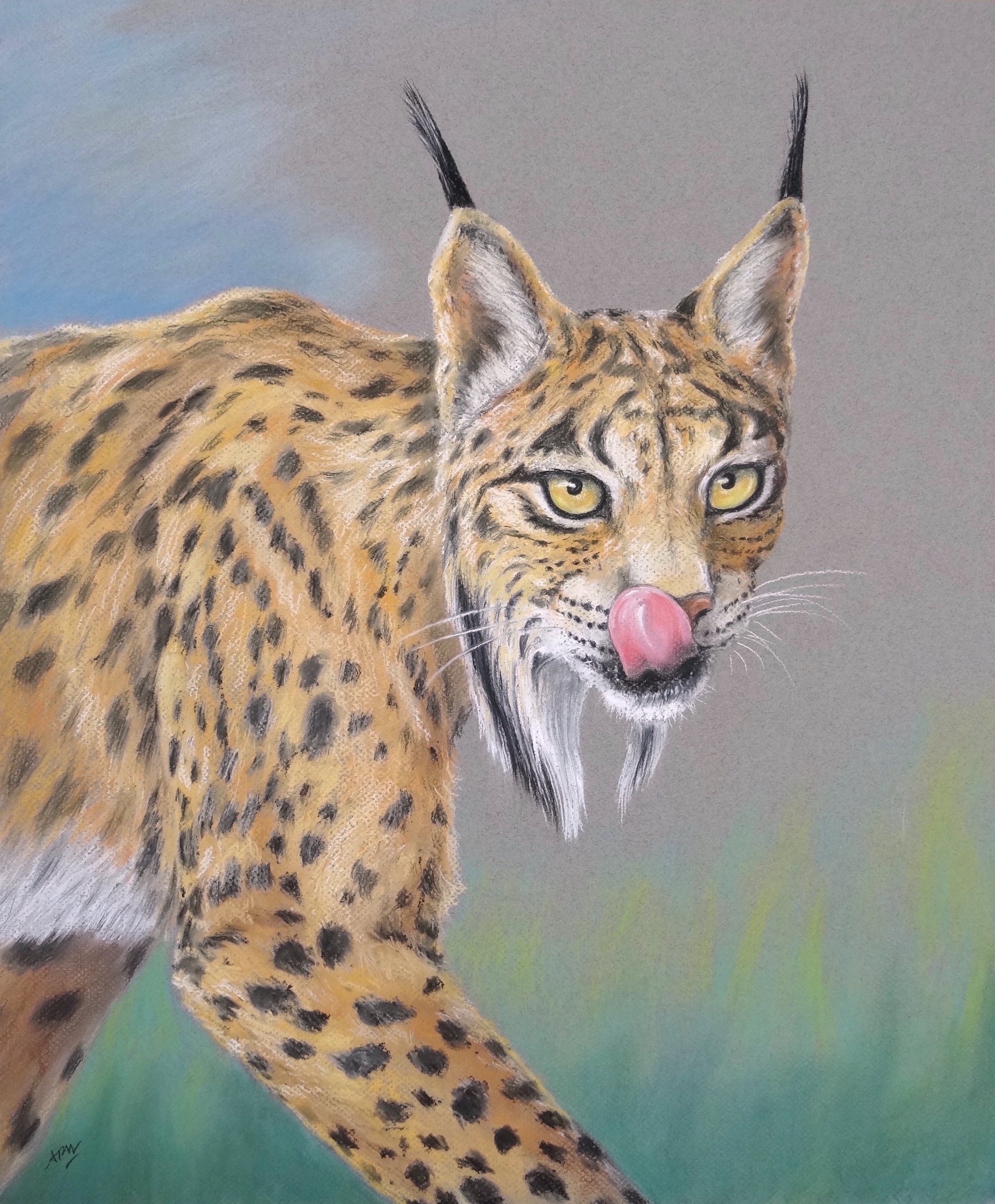 lynx-iberique-portrait